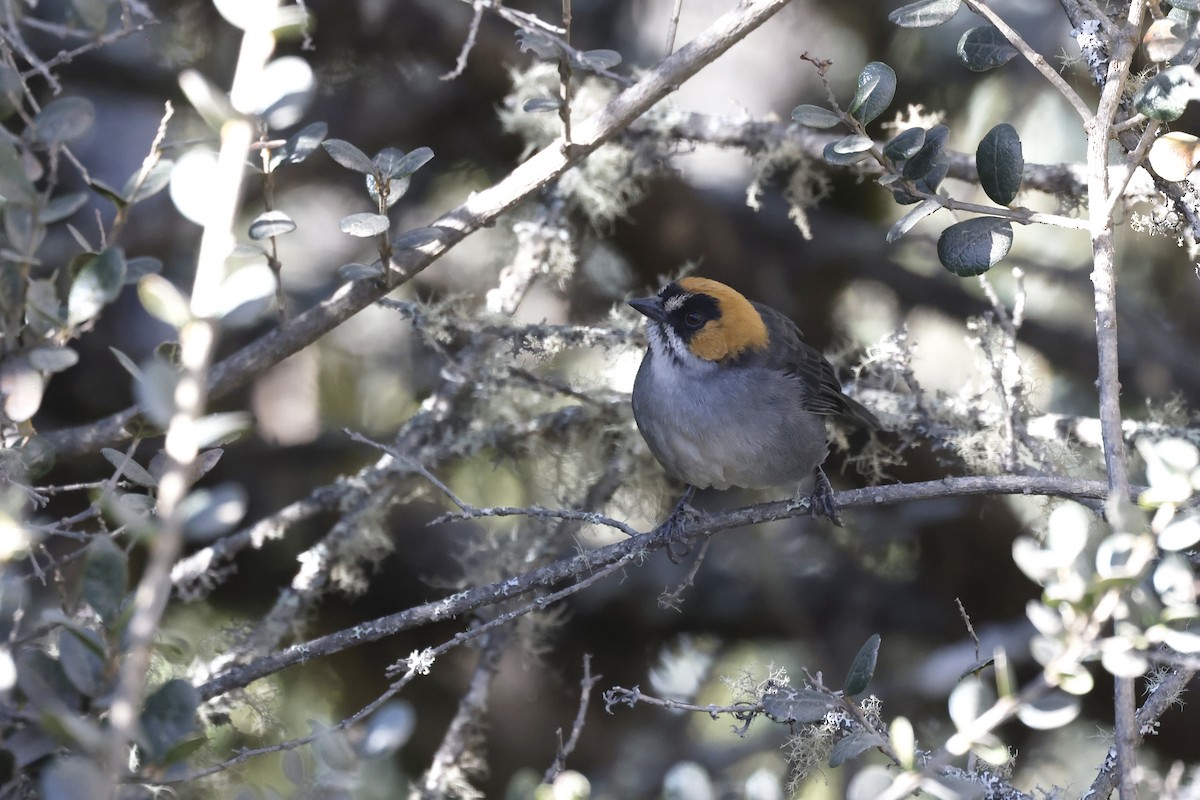 Black-spectacled Brushfinch - ML597388261