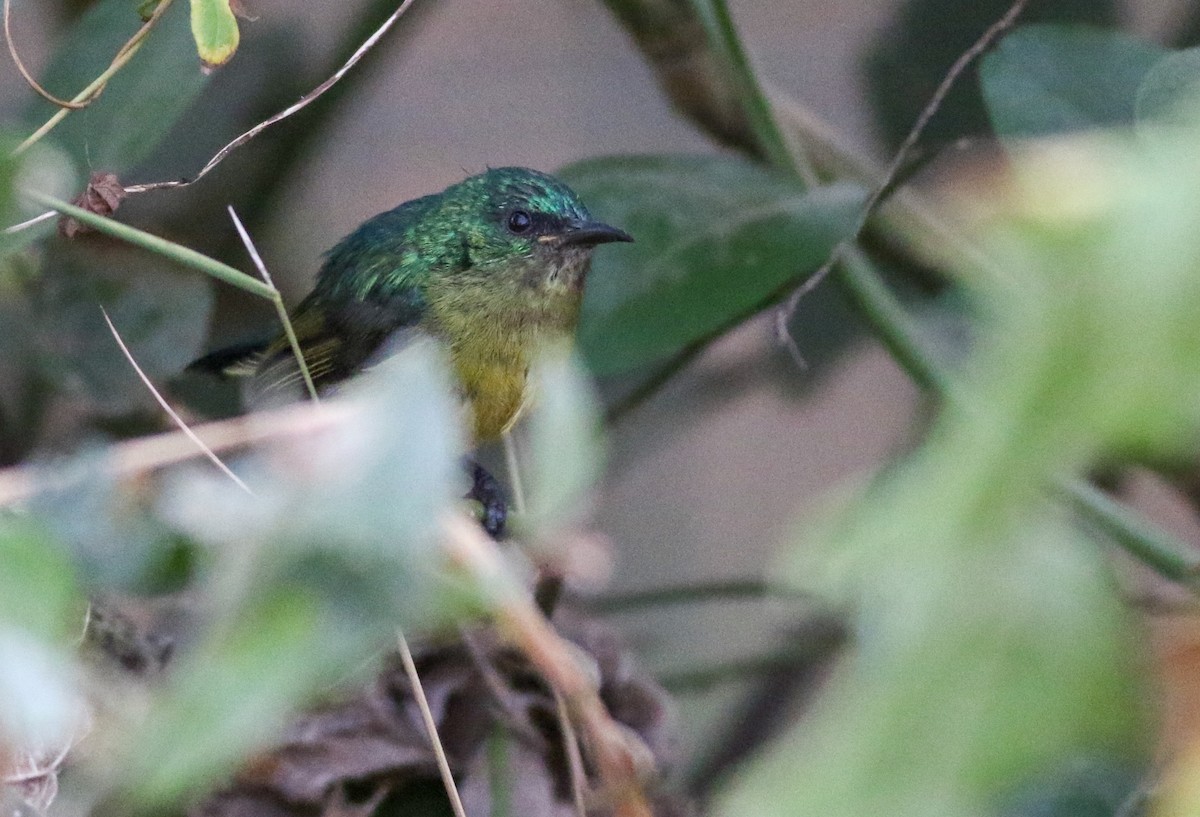 Collared Sunbird - ML597389381