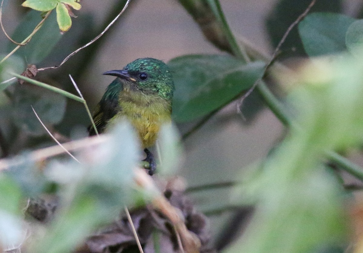 Collared Sunbird - ML597389701