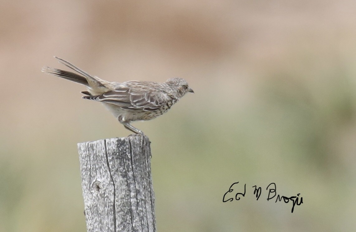 Sage Thrasher - ML597389801