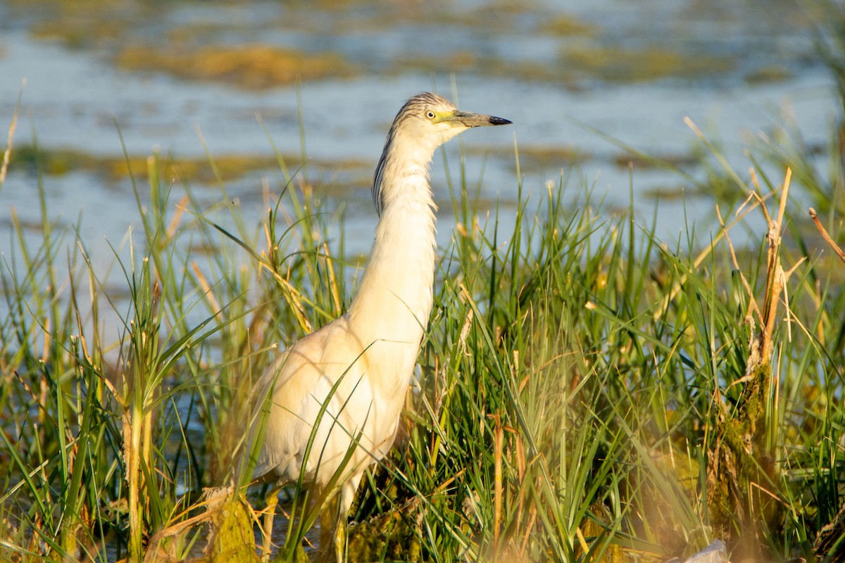 Squacco Heron - ML597389991