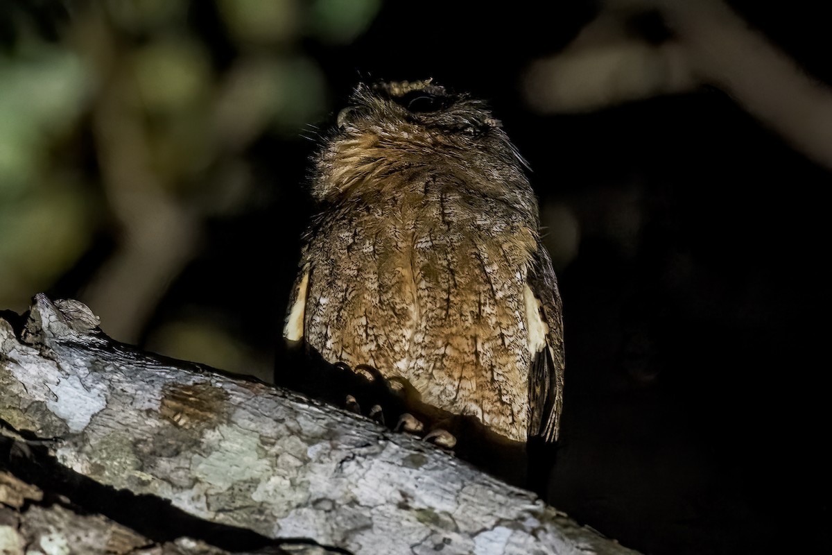 Tawny-bellied Screech-Owl - Dan Brown