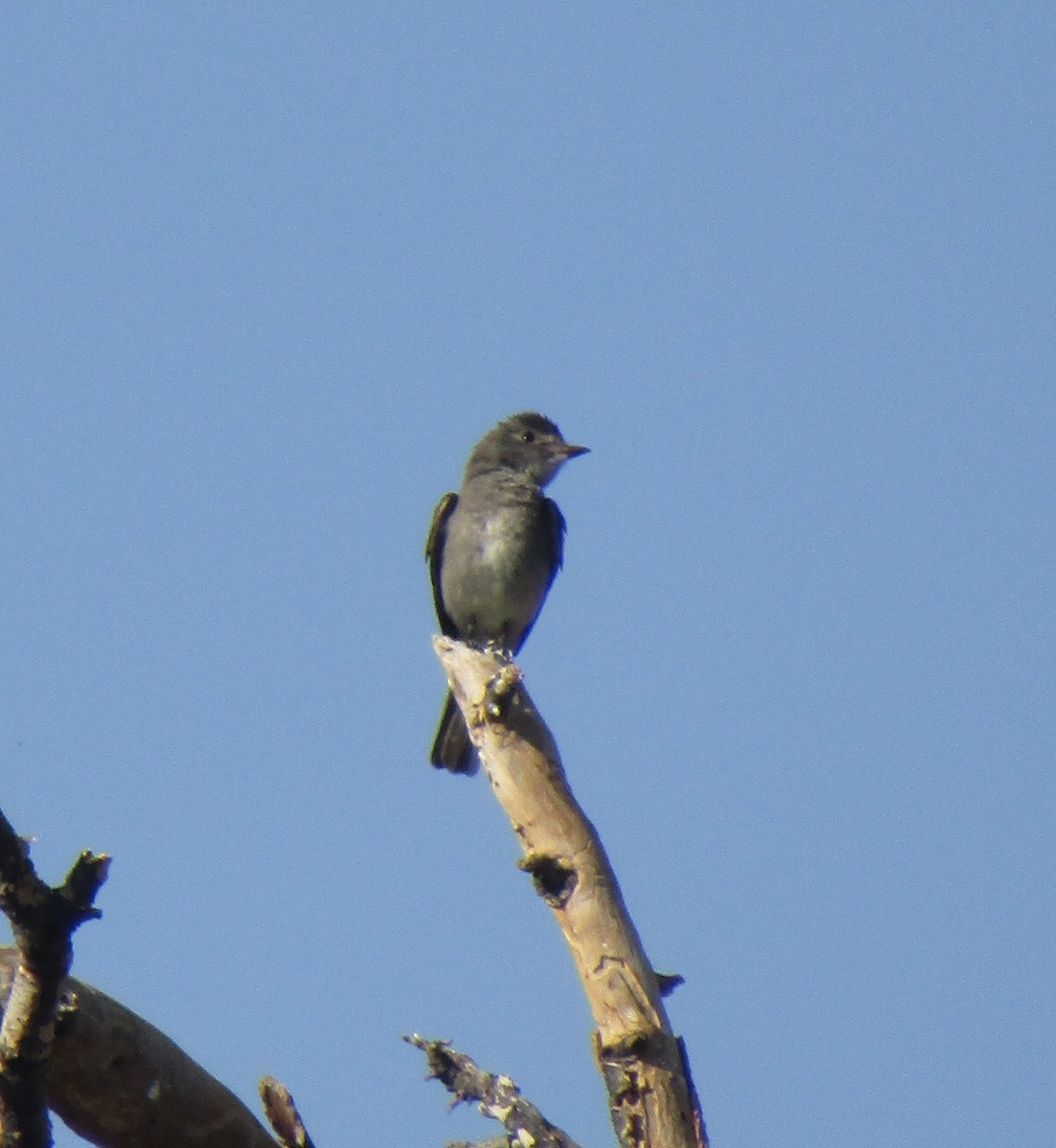 Western Wood-Pewee - ML597392251