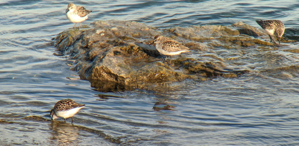 Sandstrandläufer - ML597392611