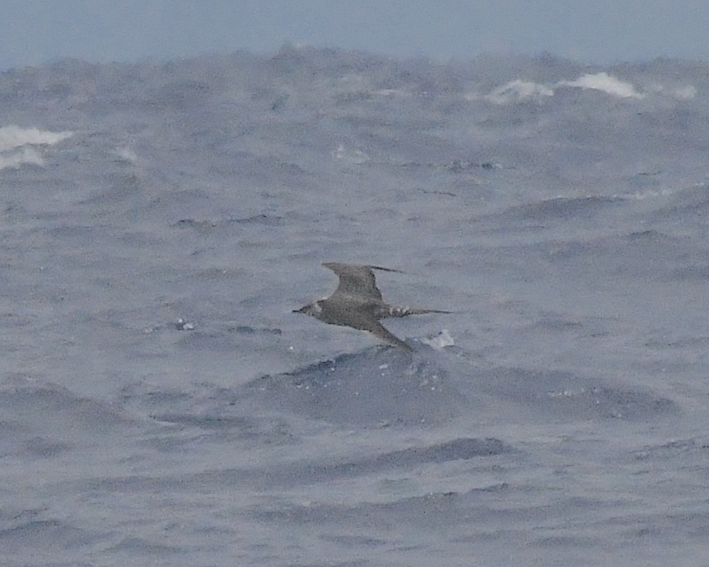 Long-tailed Jaeger - ML597396511