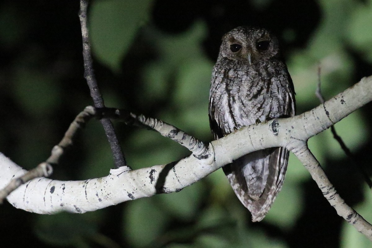 Flammulated Owl - ML597397031