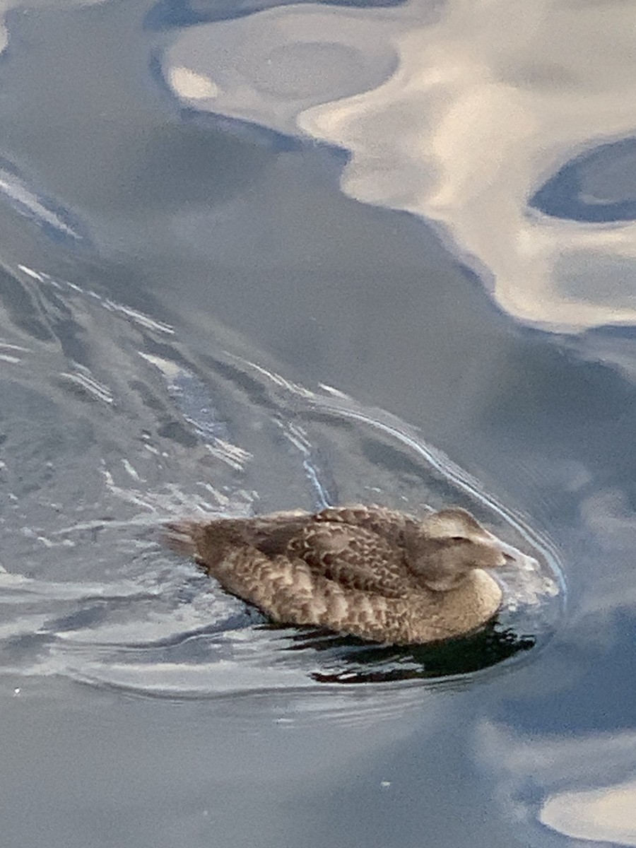 Common Eider - ML597397301