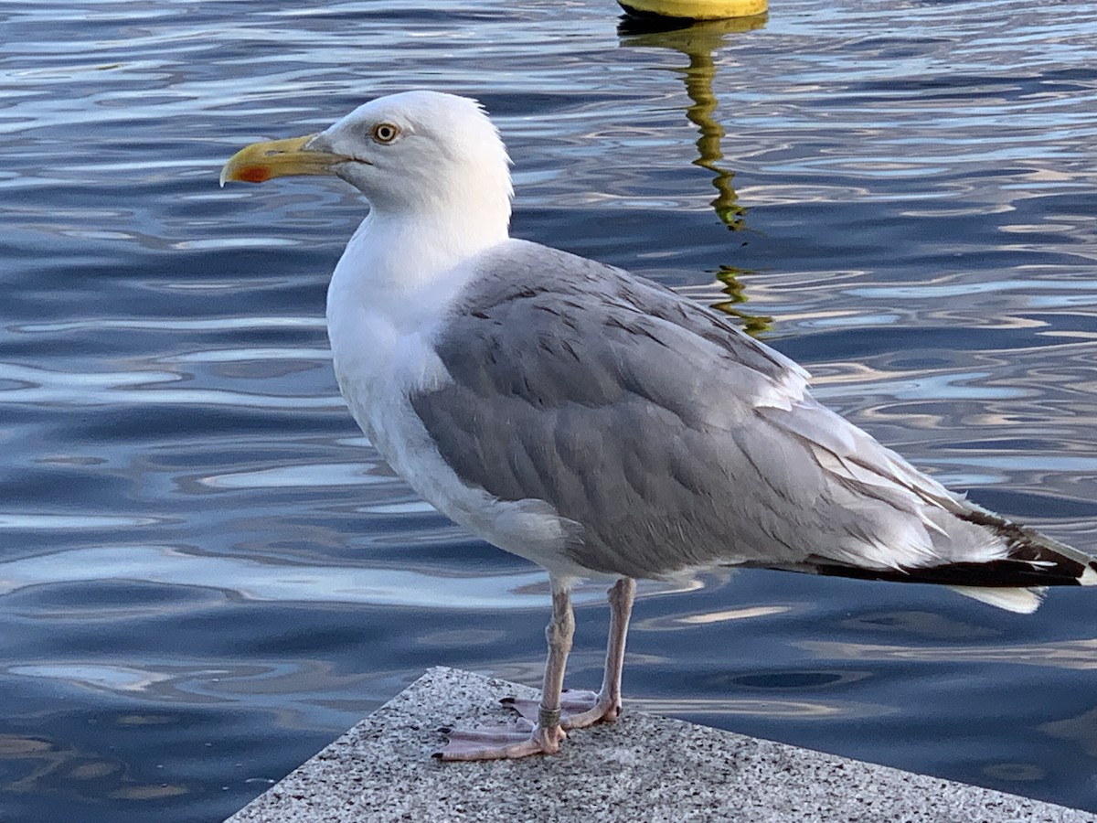Мөнгөлөг цахлай - ML597397381