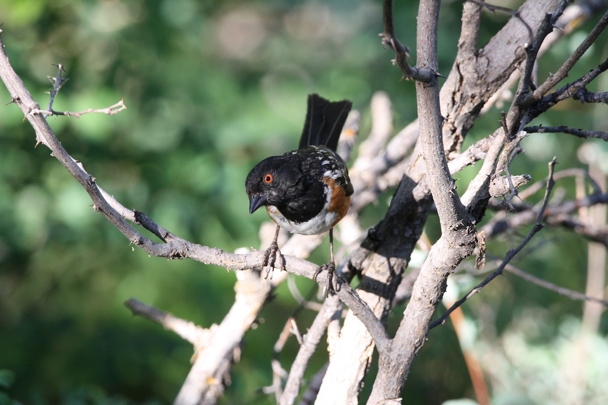Spotted Towhee - ML597398051
