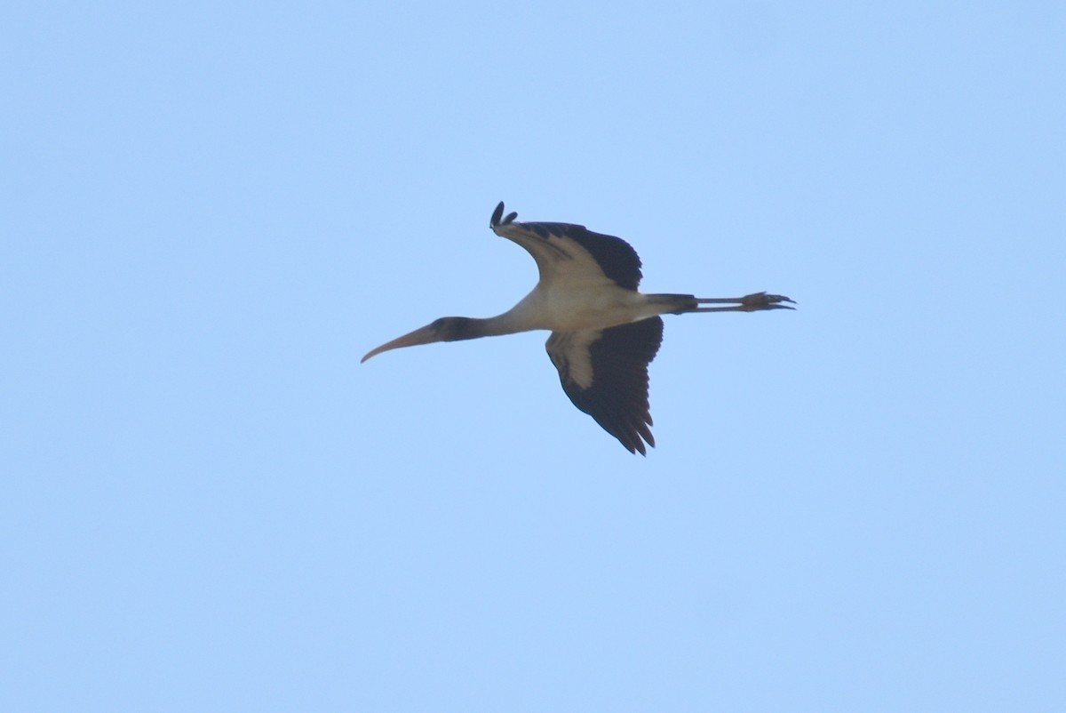 Wood Stork - ML597398721