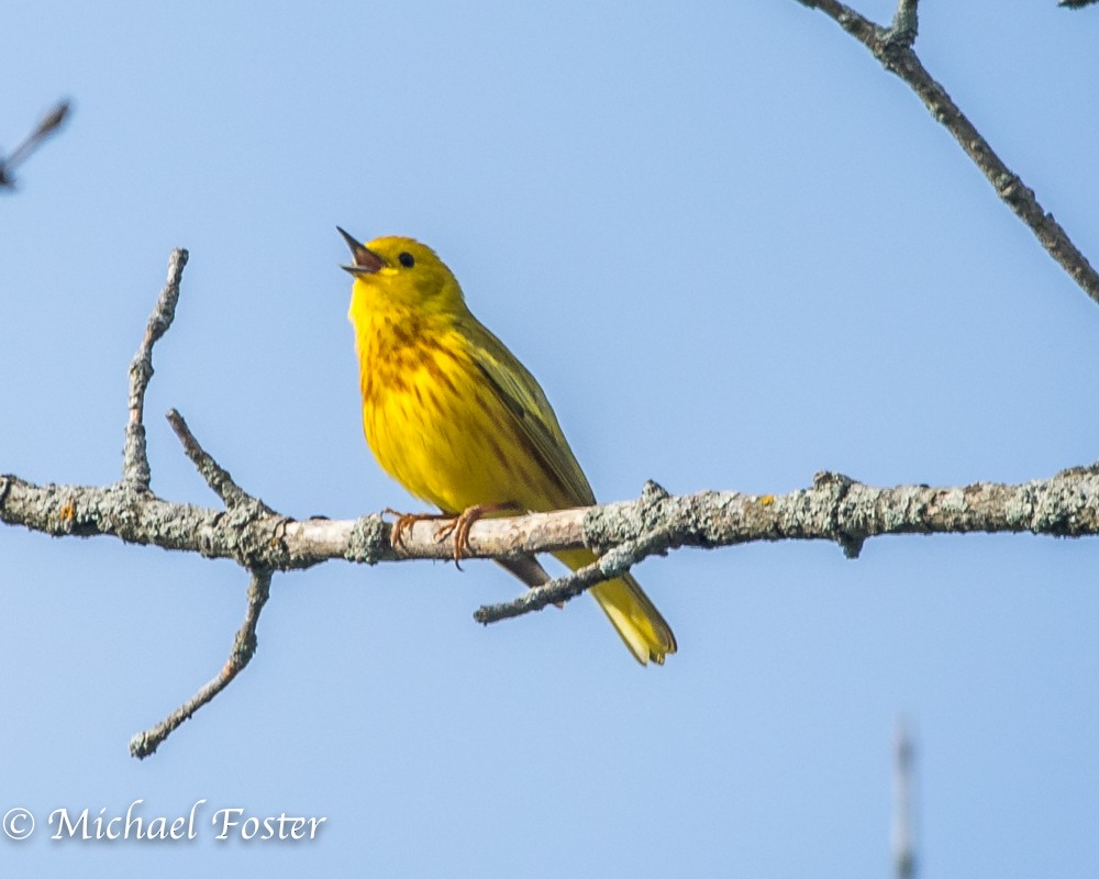 Yellow Warbler - ML59739881