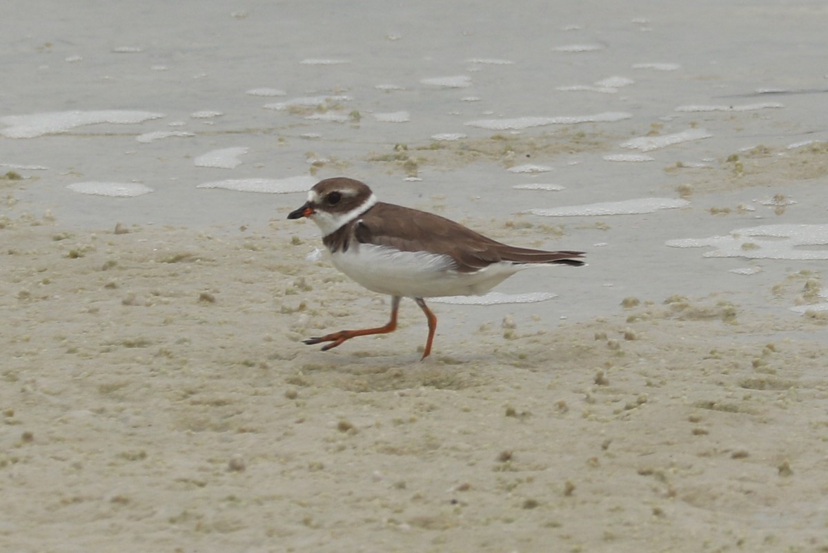 Semipalmated Plover - ML597398921