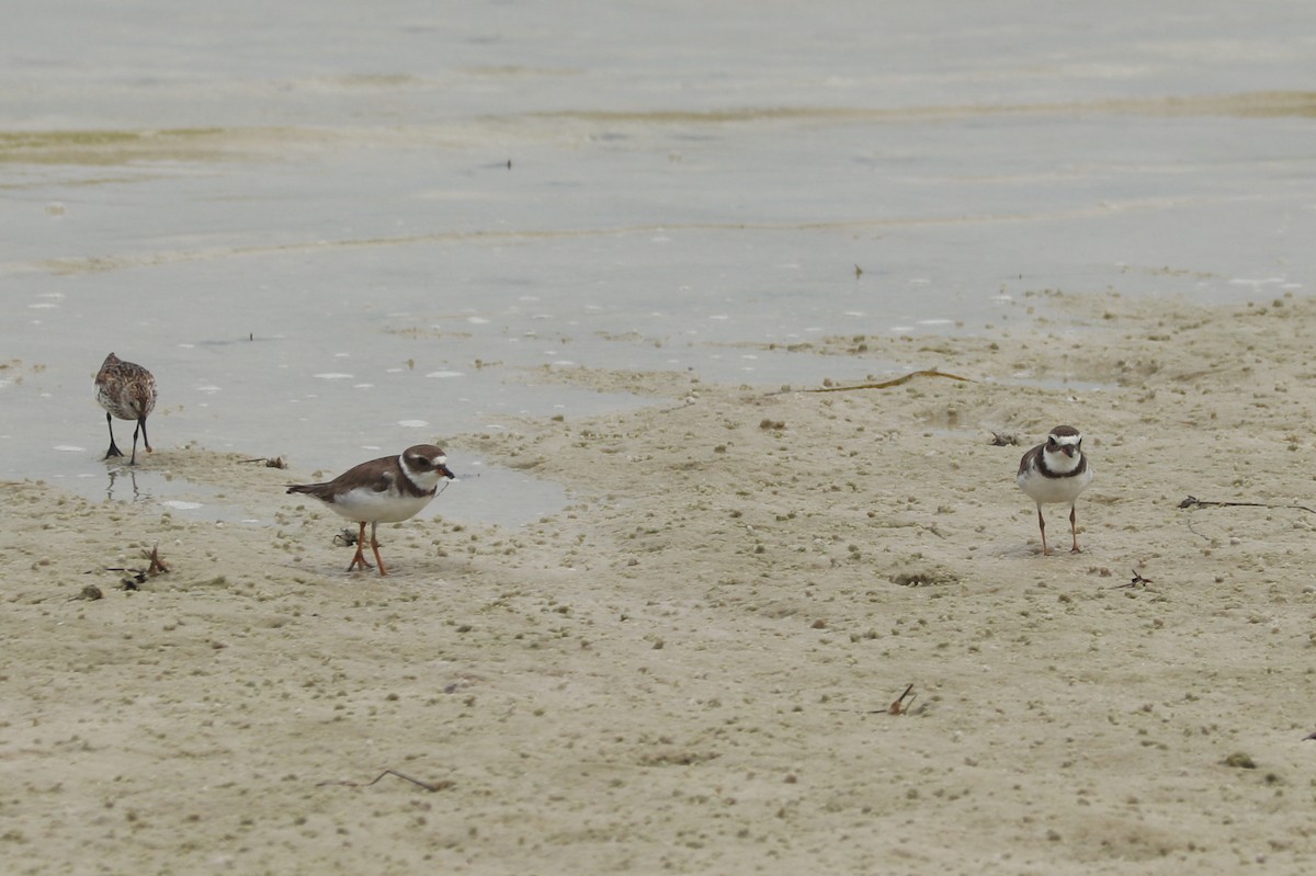 Semipalmated Plover - ML597398941