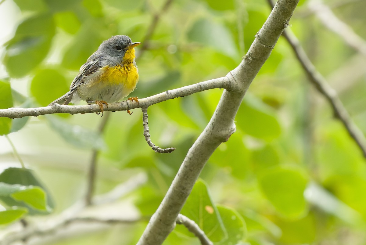 Northern Parula - Joachim Bertrands | Ornis Birding Expeditions