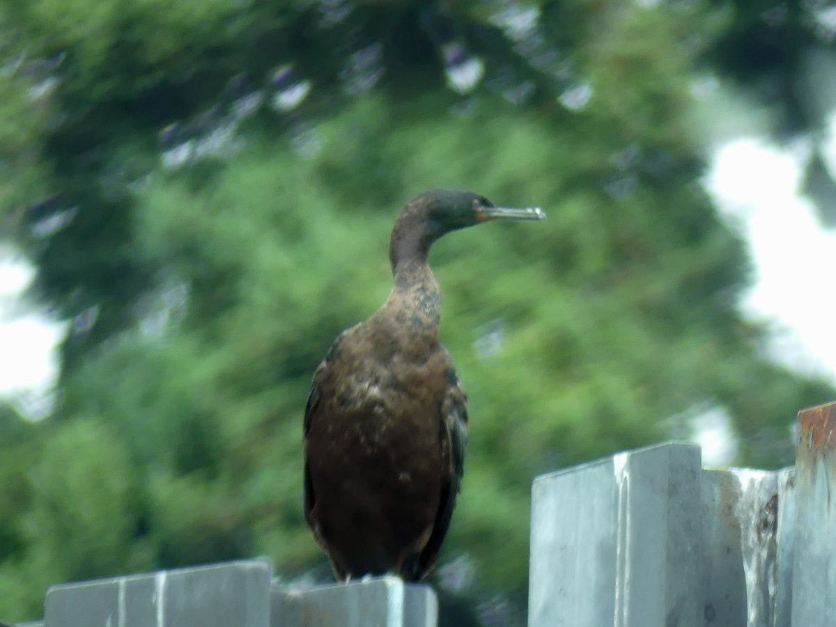 Pelagic Cormorant - ML597401991