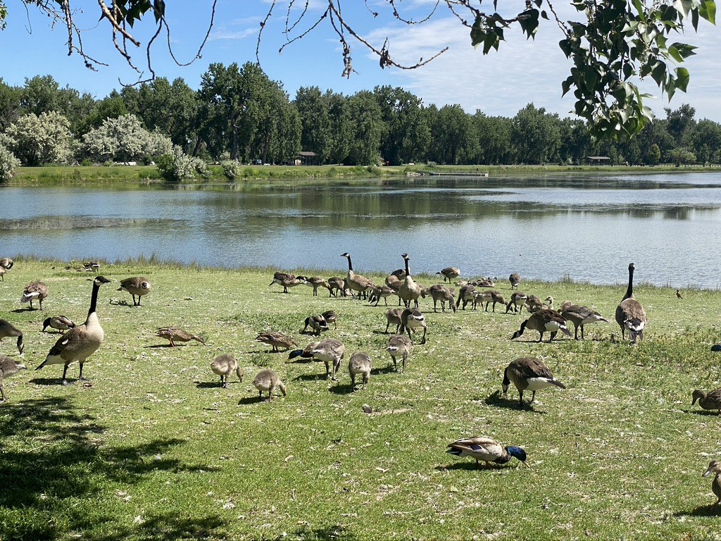 Canada Goose - Karen Vandzura