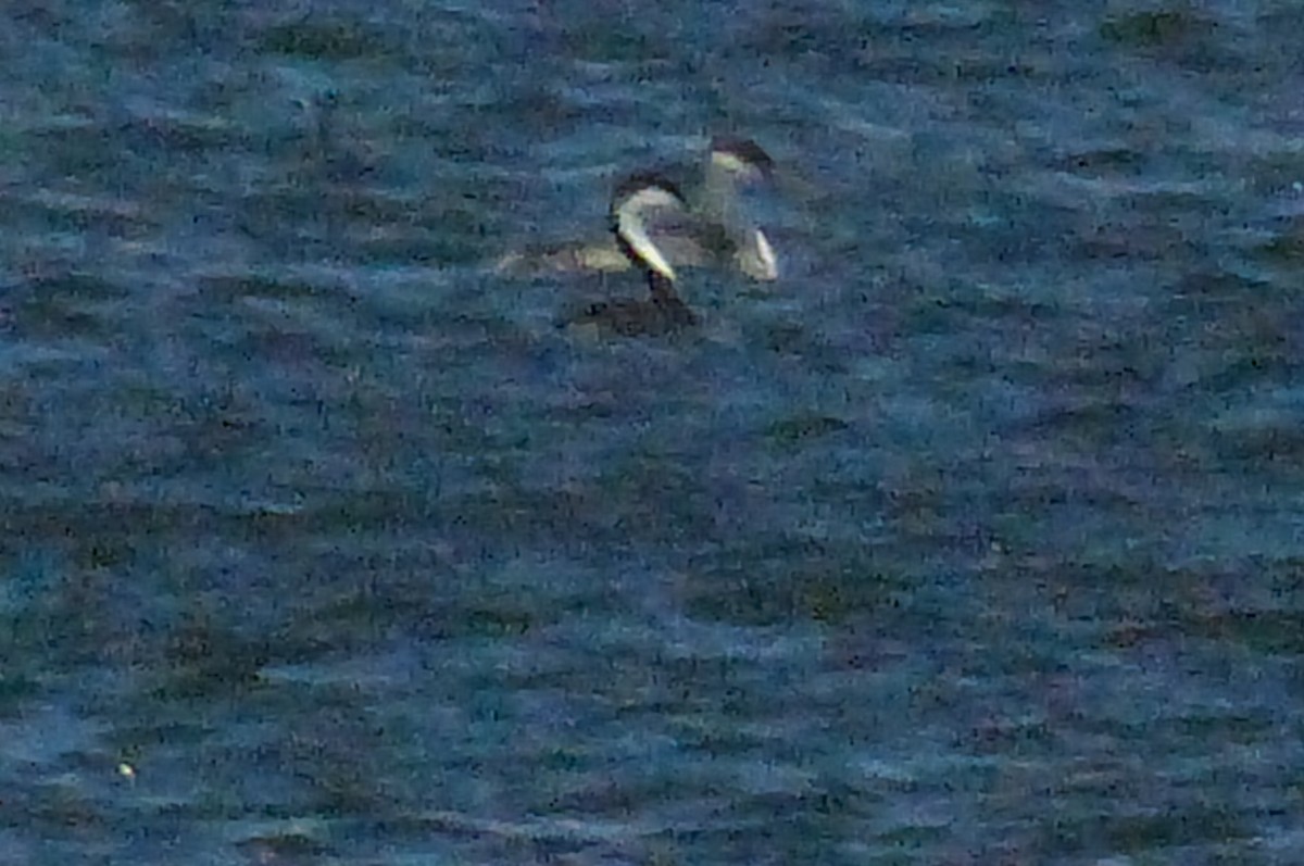 Western Grebe - ML597403661