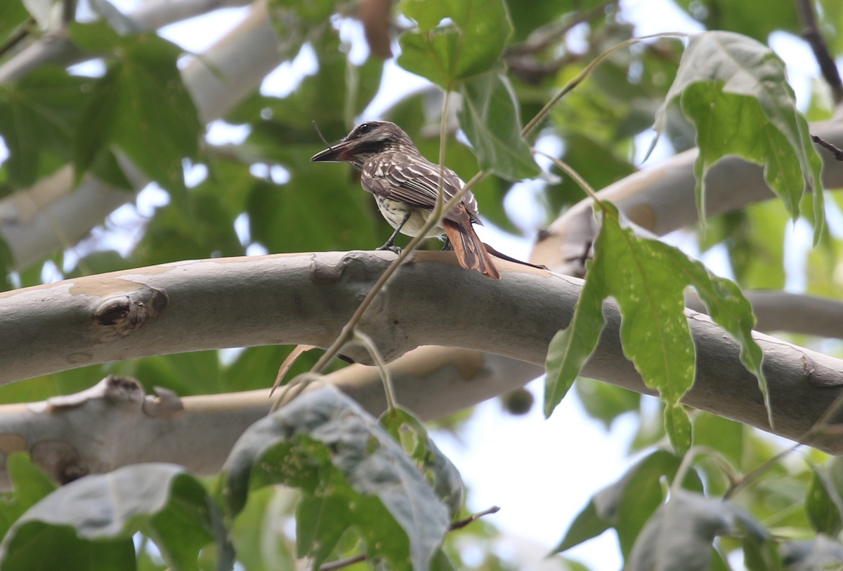 Sulphur-bellied Flycatcher - Nick Vinciguerra