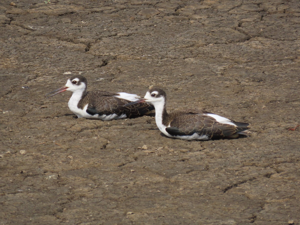 Black-necked Stilt - ML597404771