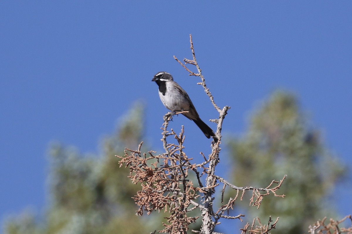 Black-throated Sparrow - Ethan Goodman