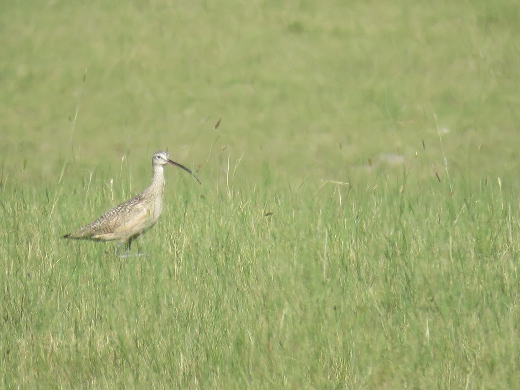 Long-billed Curlew - Karen Vandzura