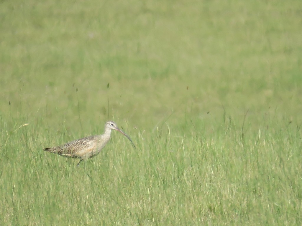 Long-billed Curlew - ML597405461