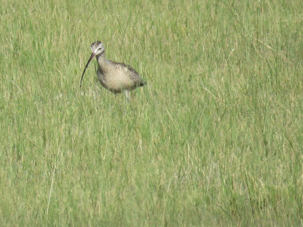 Long-billed Curlew - ML597405501