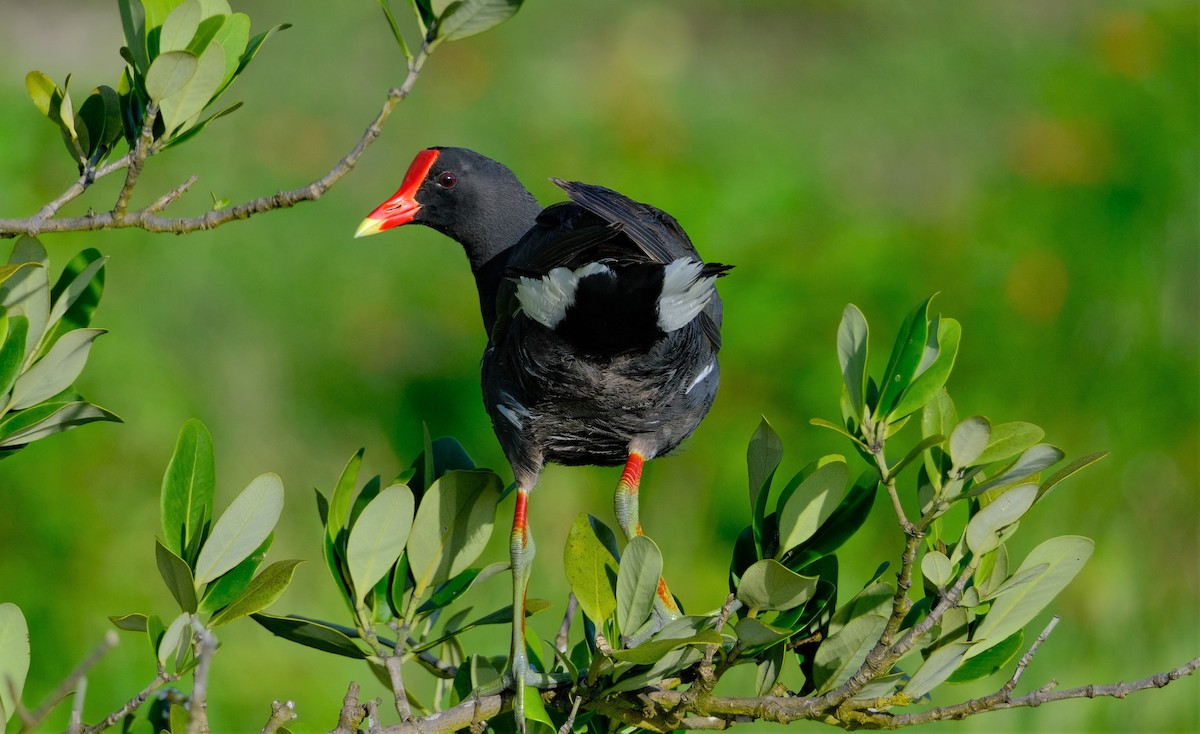 Common Gallinule - ML597405631