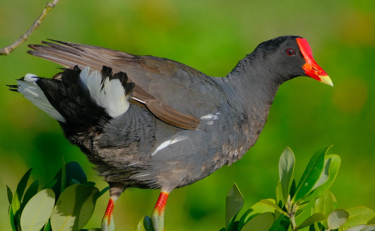 Common Gallinule - ML597405771