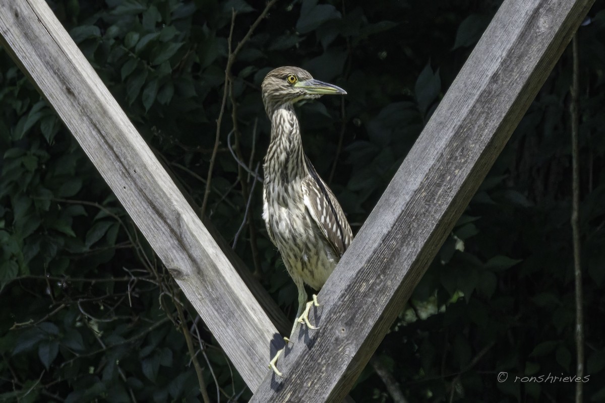 Black-crowned Night Heron - Ron Shrieves