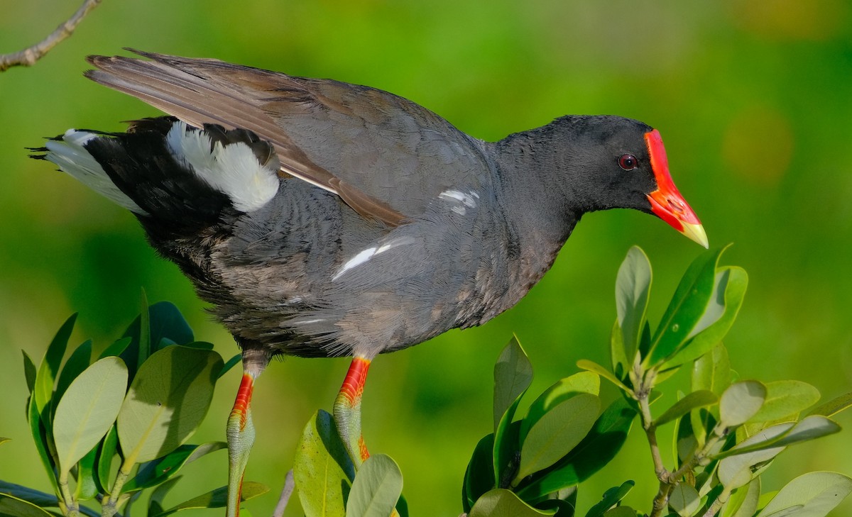 Common Gallinule - ML597407001