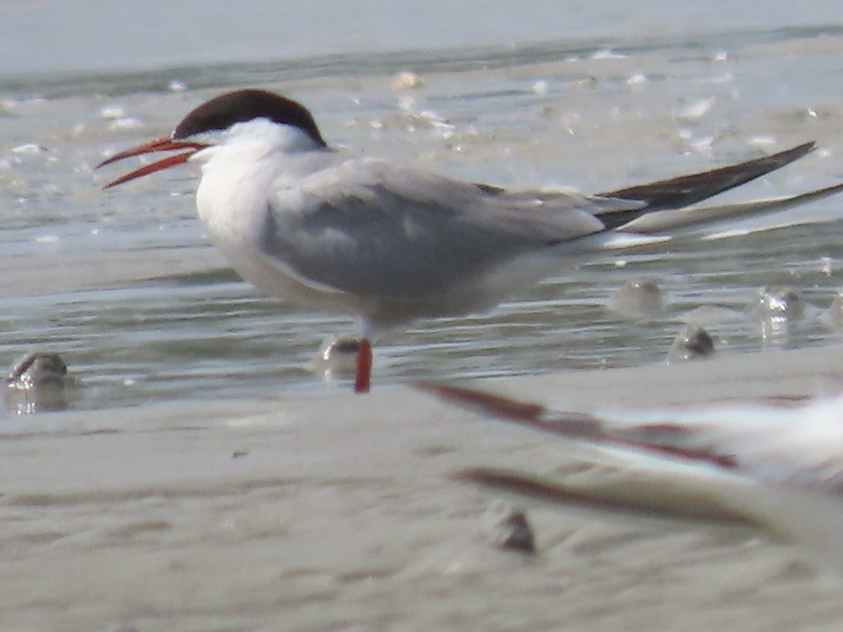 Common Tern - ML597407221