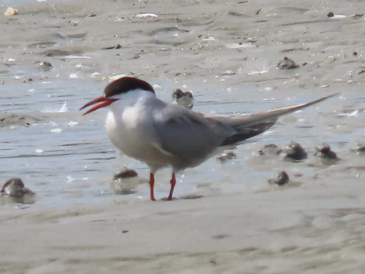 Common Tern - Green Blood