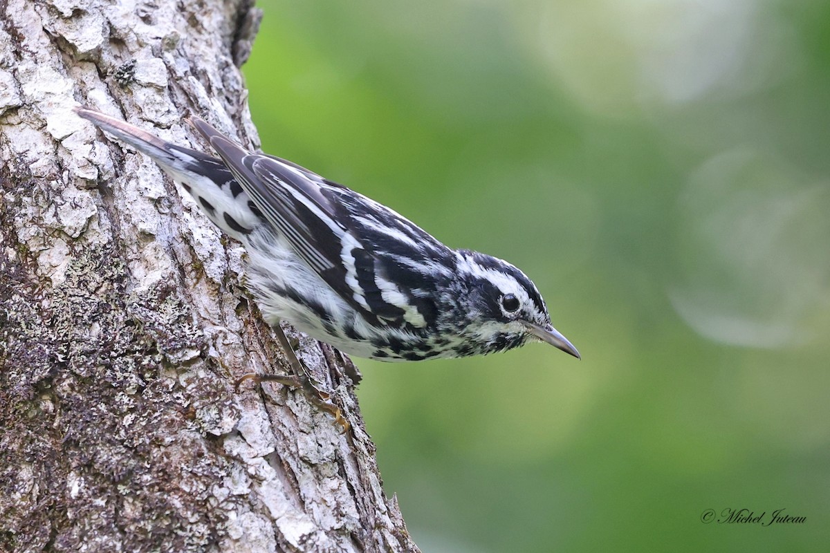 Black-and-white Warbler - ML597407391