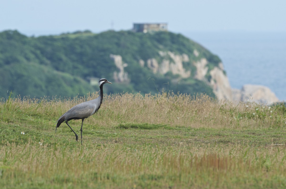 Demoiselle Crane - Chun-Chieh Liao