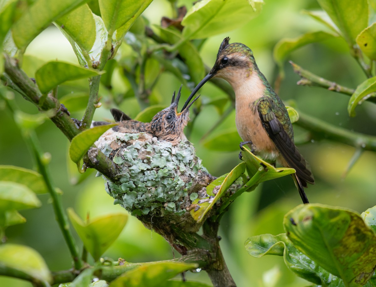 Colibri à queue singulière - ML597407621