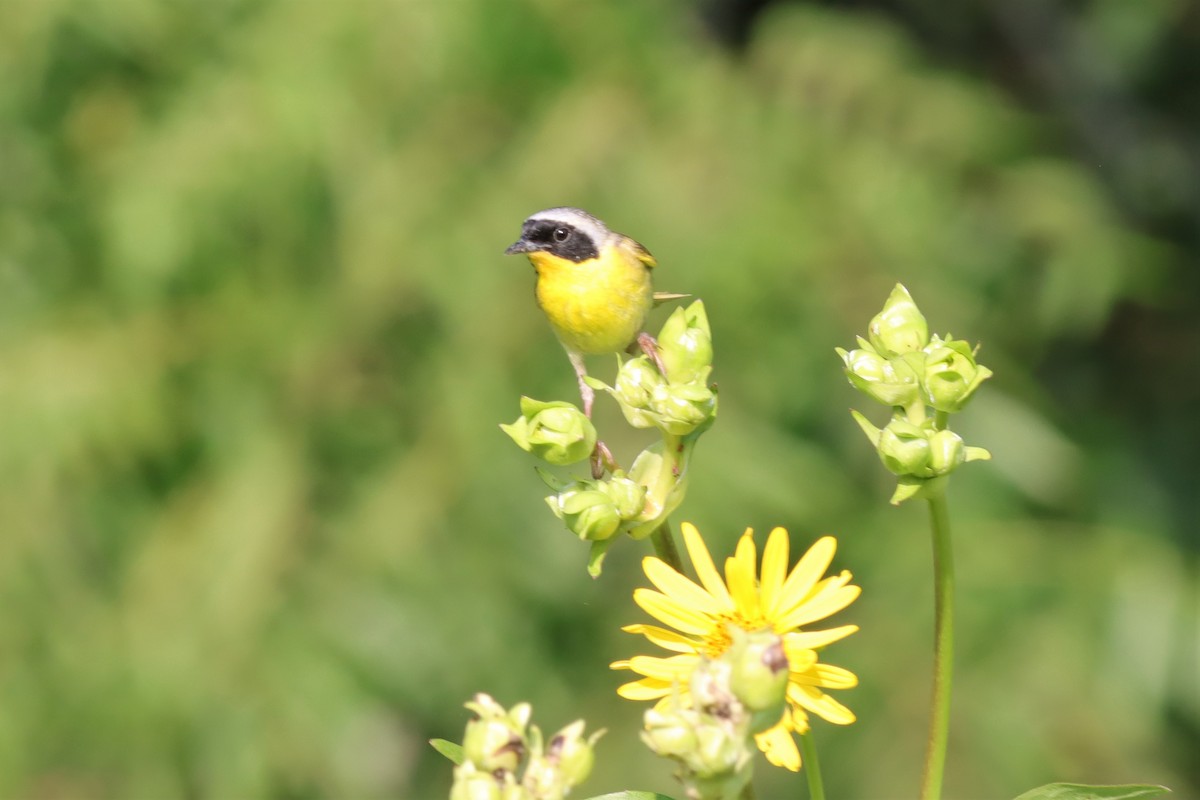 Common Yellowthroat - ML597407661