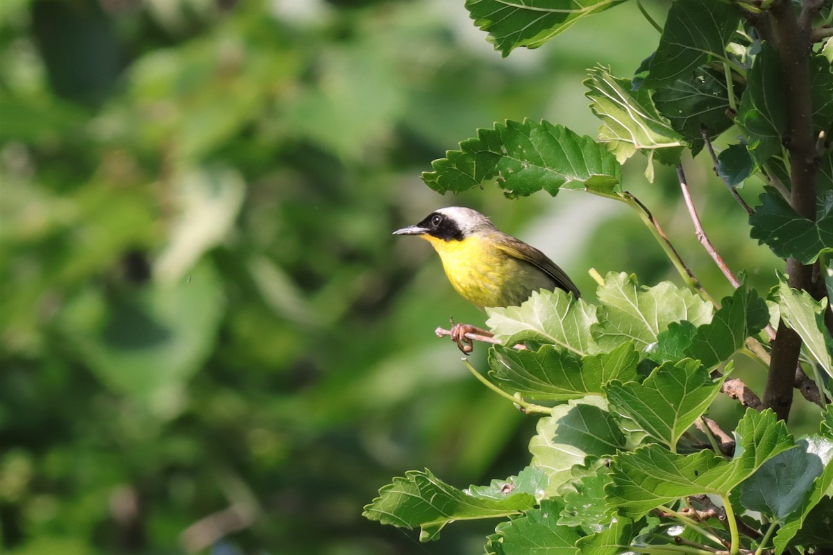 Common Yellowthroat - ML597407671