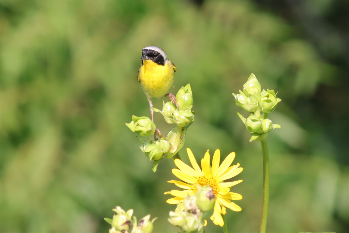 Common Yellowthroat - ML597407681