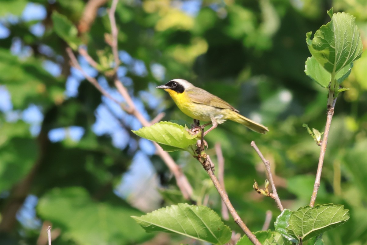 Common Yellowthroat - ML597407691