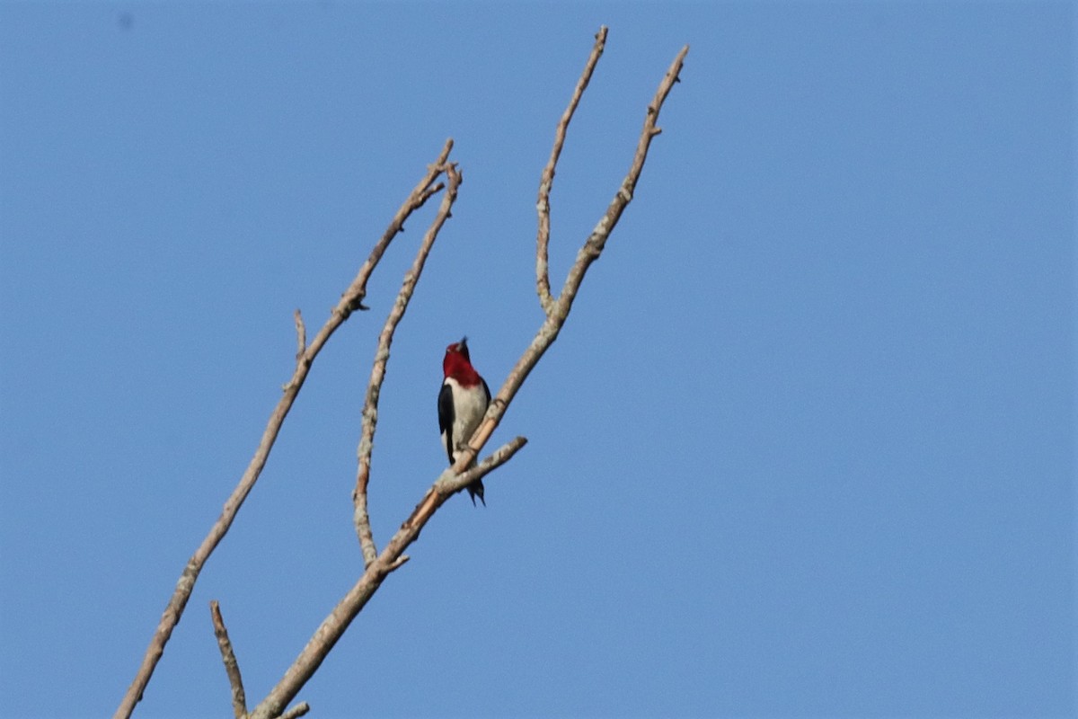Red-headed Woodpecker - ML597407901