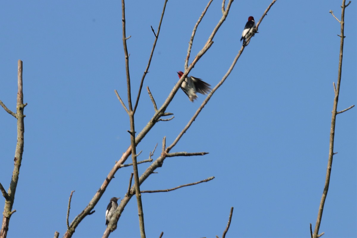 Red-headed Woodpecker - ML597407911