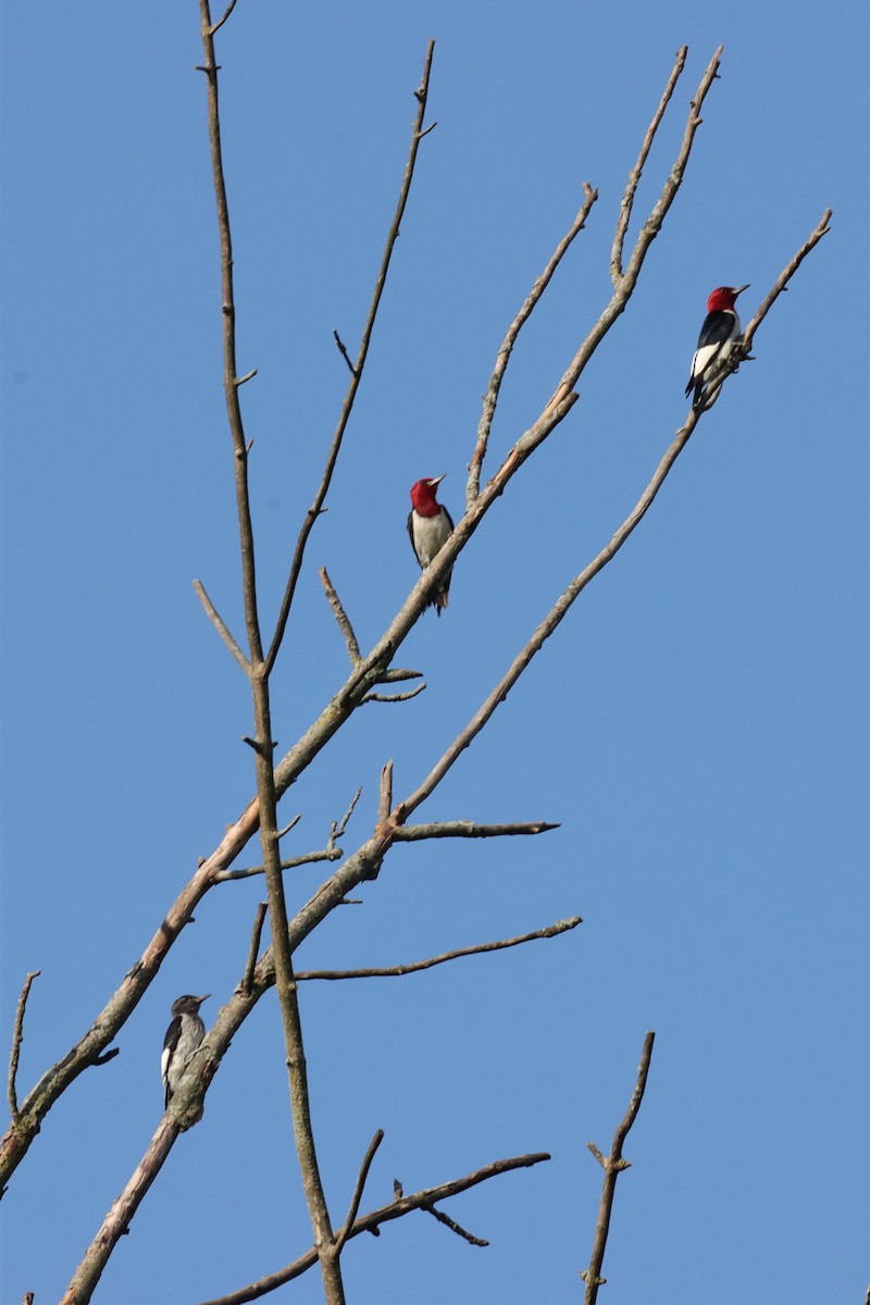 Red-headed Woodpecker - ML597407921