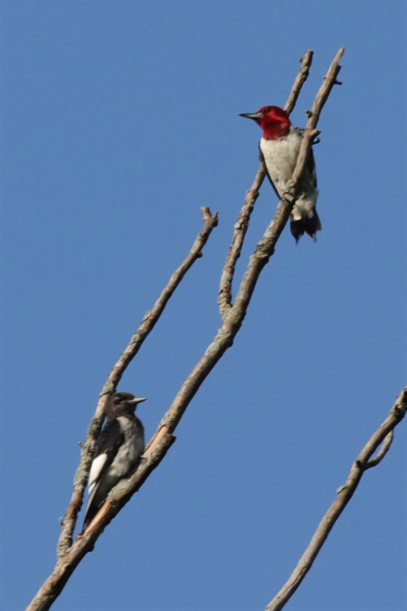Red-headed Woodpecker - ML597407931