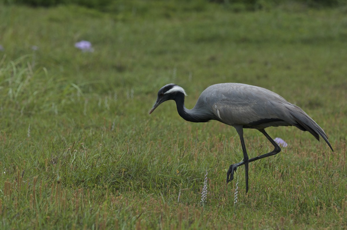 Demoiselle Crane - Chun-Chieh Liao