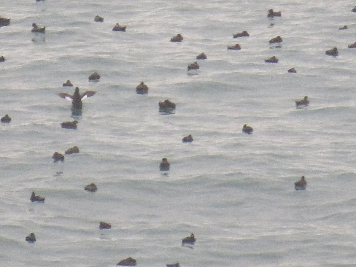 White-winged Scoter - ML597408281