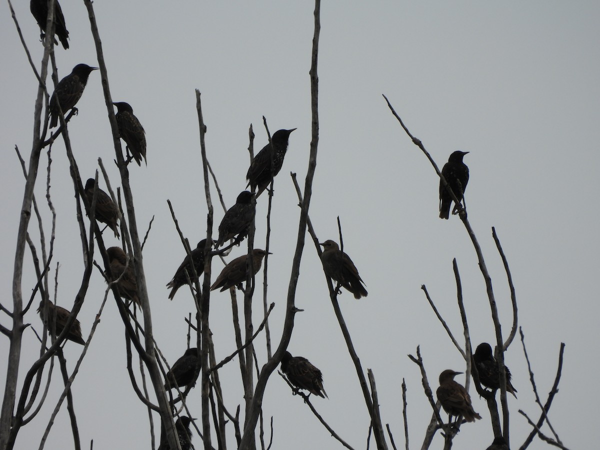 European Starling - ML597409621