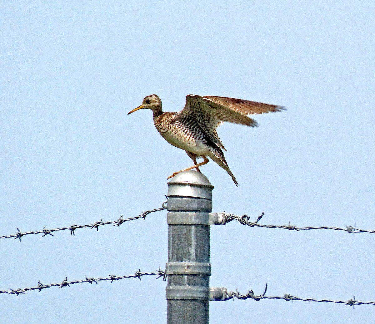 Upland Sandpiper - ML597410621