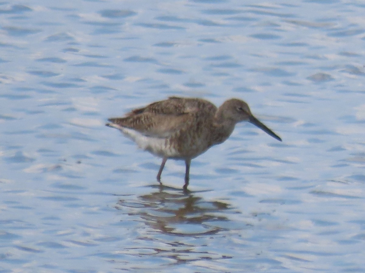 Willet (Western) - ML597410631