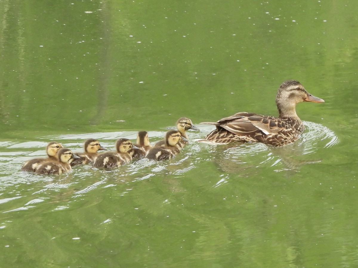 Mallard - Keith Pflieger